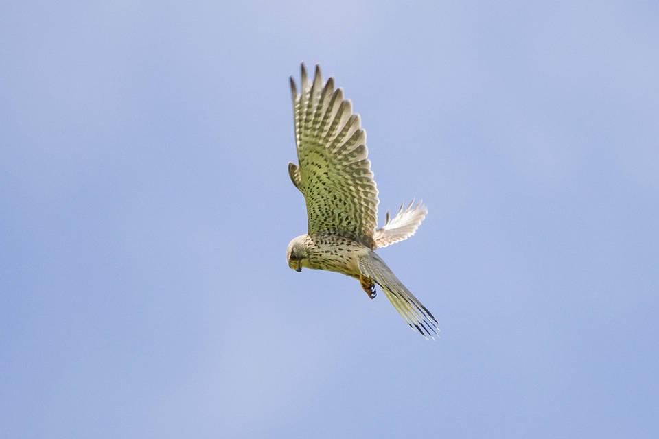 Faucon crécerelle en liberté - le Martinet