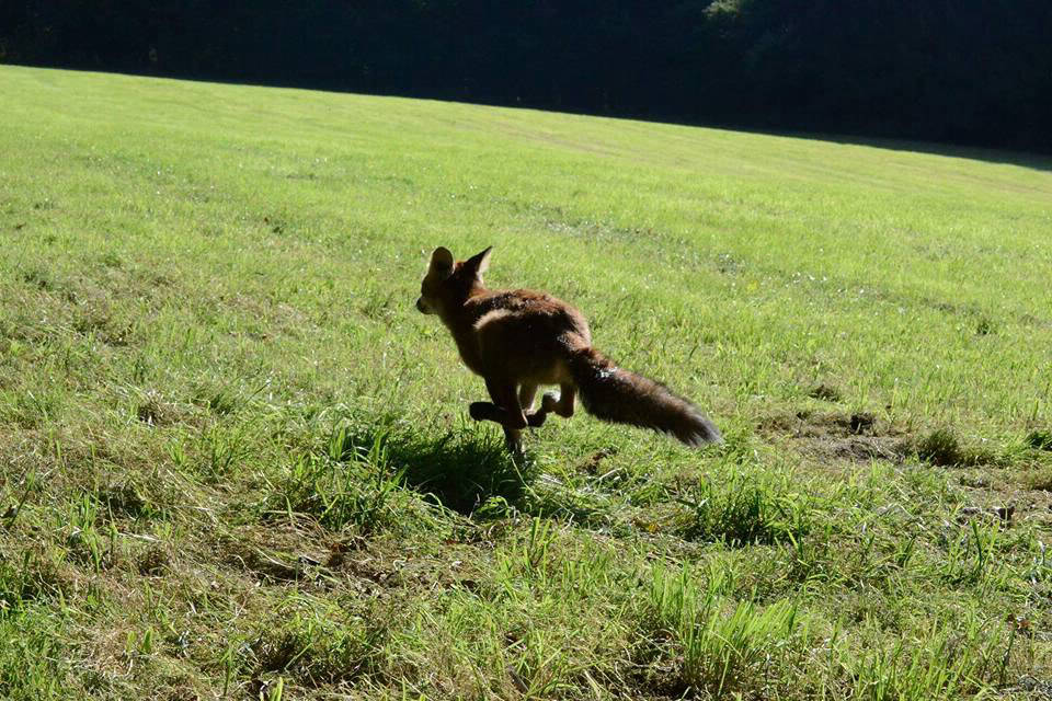 Relâcher en milieu naturel